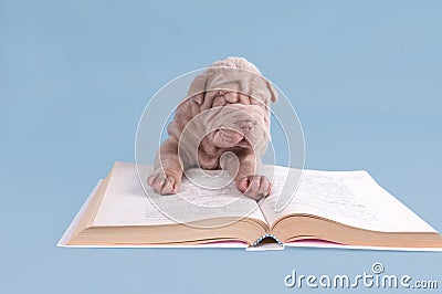 Shar-pei puppy reading a book