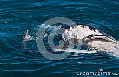 Shark eating whale