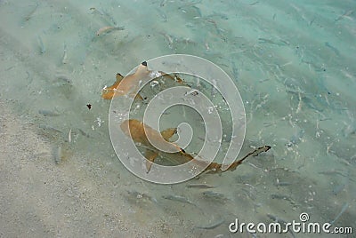 Shark Feeding