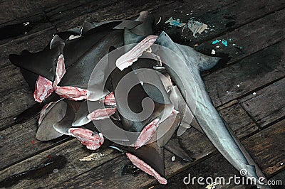 Shark fins