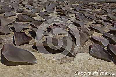 Shark Fins