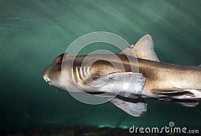 Shark - side view