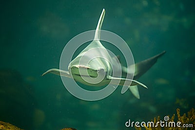 Shark swimming in aquarium JAWS