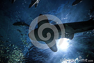 Shark underwater in natural aquarium