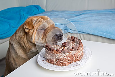 Sharpei dog with cake