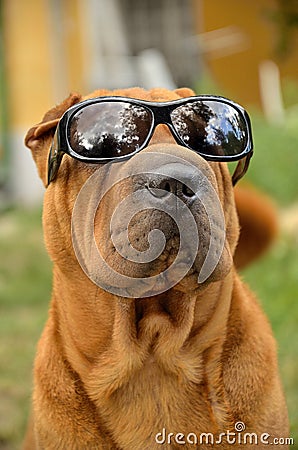 Sharpei Dog in sunglasses