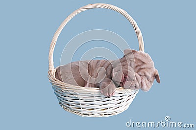 Sharpei puppy sleeping in a basket