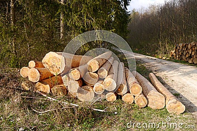 Shaved, barkless logs piled in the black forest