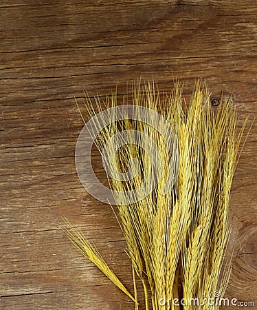 Sheaf of wheat ears