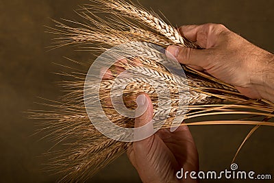 Sheaf Of Wheat