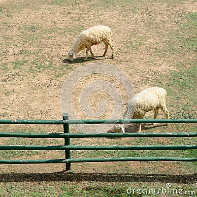 Sheep in animal farm