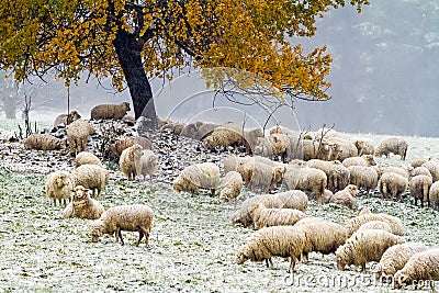 Sheep on autumn pasture