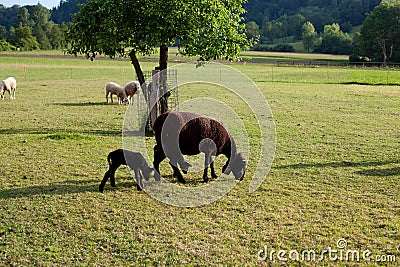 Sheep and baby sheep on pasture in evening light