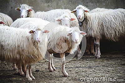 Sardinia.Sheep in the barn