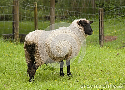 Sheep with black face