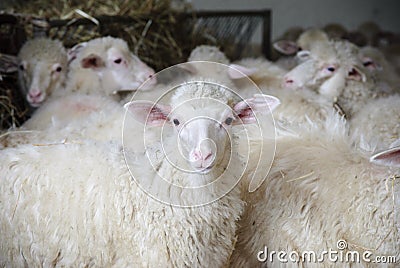 Sardinia. Sheep