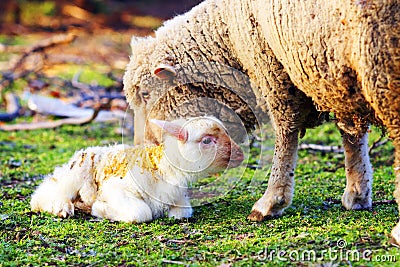 Sheep with cute little lamb on field
