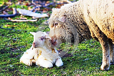 Sheep with cute little lamb on field