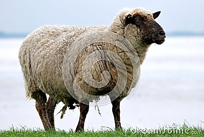 Sheep On A Dike Royalty Free Stock Photos - 