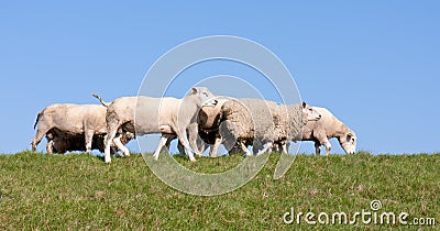 Sheep at a dike with a blue sky