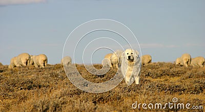 Sheep Dog Protecting Herd