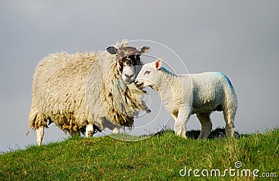 Sheep and Easter lamb