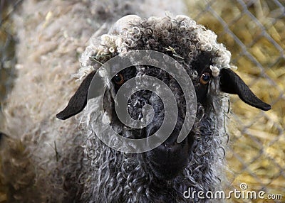 Sheep Face