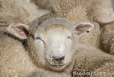 Sheep face