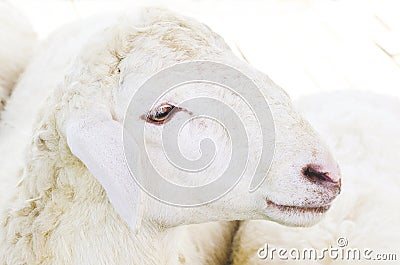 Sheep face