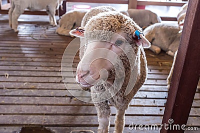 Sheep Face