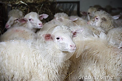 Sardinia. Sheep on the farm