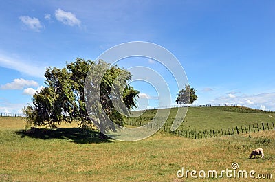 Sheep Farm in New Zealand