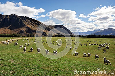 Sheep Farm in New Zealand