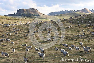 Sheep Farm, New Zealand