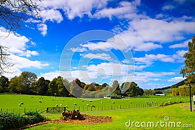 Sheep farm in New zealand