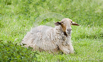 Sheep in the field