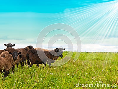 Sheep in the field