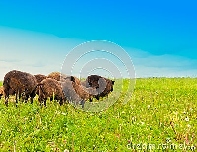 Sheep in the field