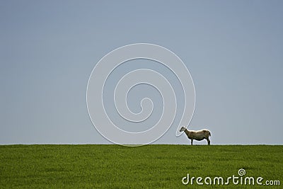 Sheep in field