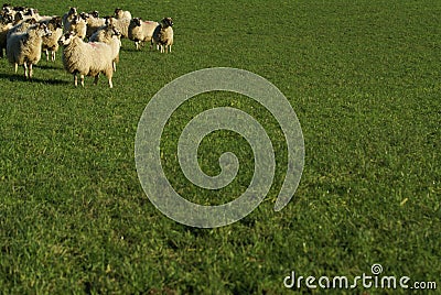 Sheep in a field