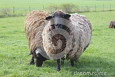 Sheep in the Field