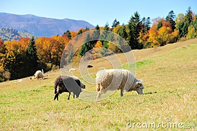 Sheep on a field