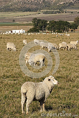 Sheep in a field