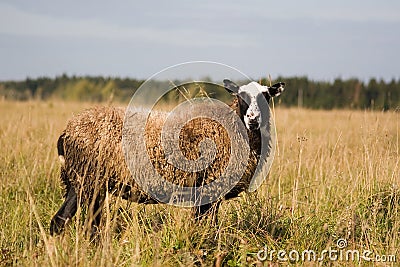 Sheep in the field.