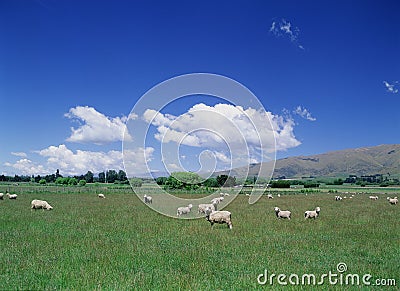 Sheep in Field, blue Sky