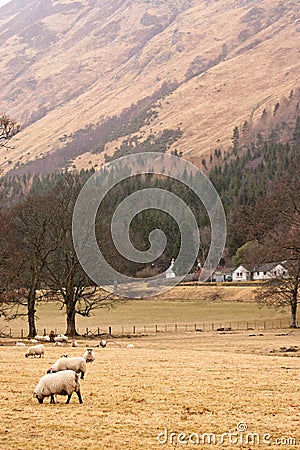 Sheep in a field