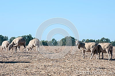 Sheep in the field