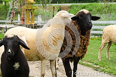 Sheep in a field of green grass on the farm