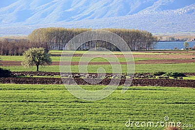 Sheep field on lake