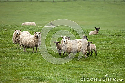 Sheep on the field in Scotland